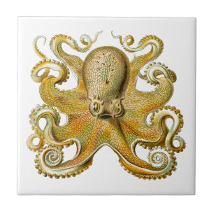 Antique illustratie van octopus zeemonster tegeltje
