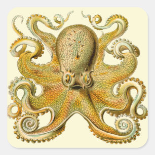 Antique illustratie van octopus zeemonster vierkante sticker
