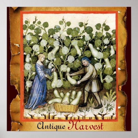 ANTIQUE POMPOENEN OOGST POSTER (Voorkant)