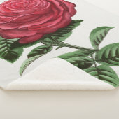 Antique Rose Lithograph, François-Frédéric Grobon Sherpa Deken (3/4)