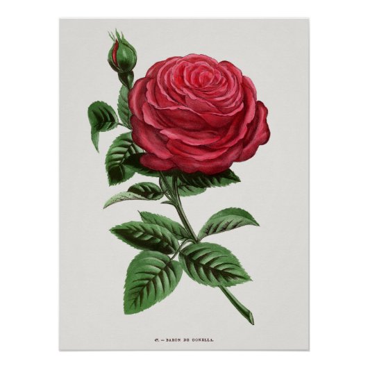 Antique rozenlithografie, François-Frédéric Grobon Perfect Poster (Voorkant)
