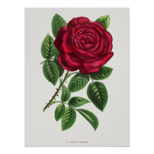 Antique rozenlithografie, François-Frédéric Grobon Perfect Poster