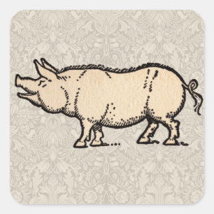 Antique Varken Illustratie Cute Vintage Vierkante Sticker
