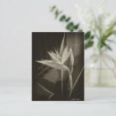 Antiqued Bird of Paradise 10 Briefkaart (Staand voorkant)