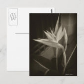 Antiqued Bird of Paradise 10 Briefkaart (Voorkant / Achterkant)