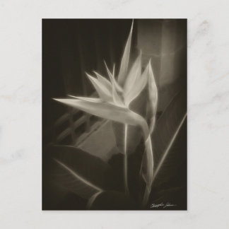 Antiqued Bird of Paradise 10 Briefkaart