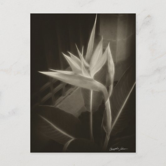 Antiqued Bird of Paradise 10 Briefkaart (Voorkant)