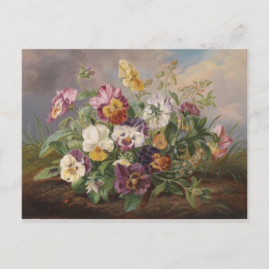 Anton Mollis  Pansy Briefkaart (Voorkant)