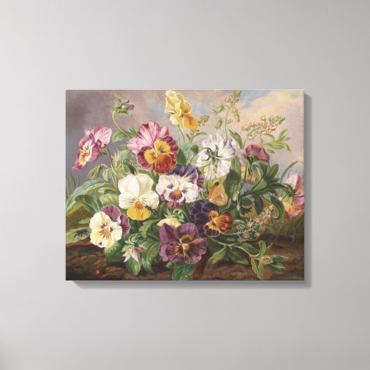 Anton Mollis  Pansy Canvas Afdruk (Voorkant)