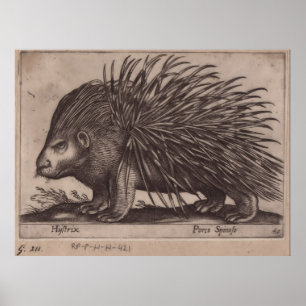 Antonio Tempesta - Stekelvarken - Porco Spinoso Poster