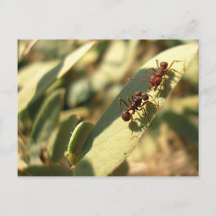 Ants & Attitude - Briefkaart #1