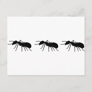 Ants Briefkaart