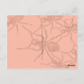 Ants Briefkaart (Achterkant)