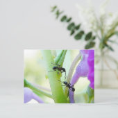 Ants in mijn Planten Briefkaart (Staand voorkant)