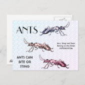 Ants Insects Bugs Creepy Crawly Creats Briefkaart (Voorkant / Achterkant)