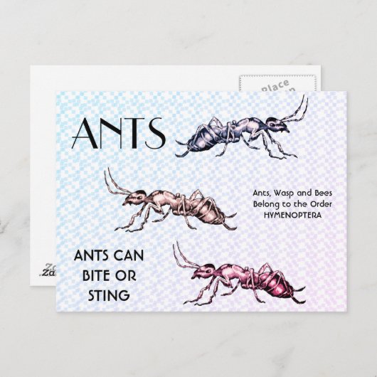 Ants Insects Bugs Creepy Crawly Creats Briefkaart (Voorkant / Achterkant)