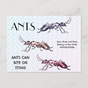 Ants Insects Bugs Creepy Crawly Creats Briefkaart