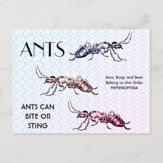 Ants Insects Bugs Creepy Crawly Creats Briefkaart (Voorkant)