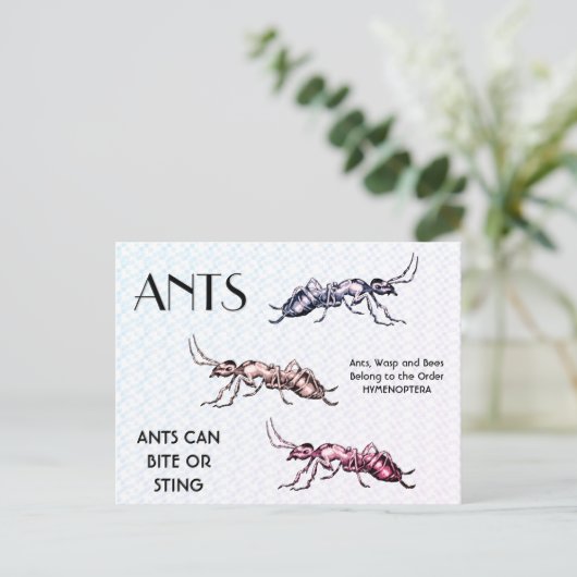 Ants Insects Bugs Creepy Crawly Creats Briefkaart (Staand voorkant)