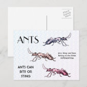 Ants Insects Bugs Creepy Crawly Creats Briefkaart (Voorkant / Achterkant)