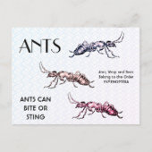 Ants Insects Bugs Creepy Crawly Creats Briefkaart (Voorkant)