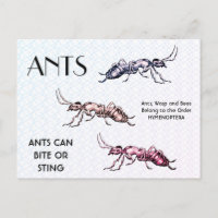 Ants Insects Bugs Creepy Crawly Creats