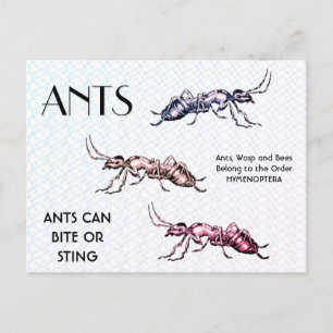 Ants Insects Bugs Creepy Crawly Creats Briefkaart