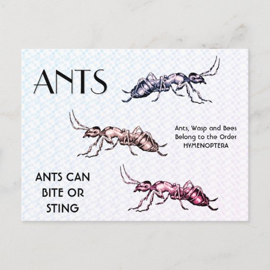 Ants Insects Bugs Creepy Crawly Creats Briefkaart (Voorkant)