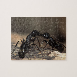 Ants Legpuzzel