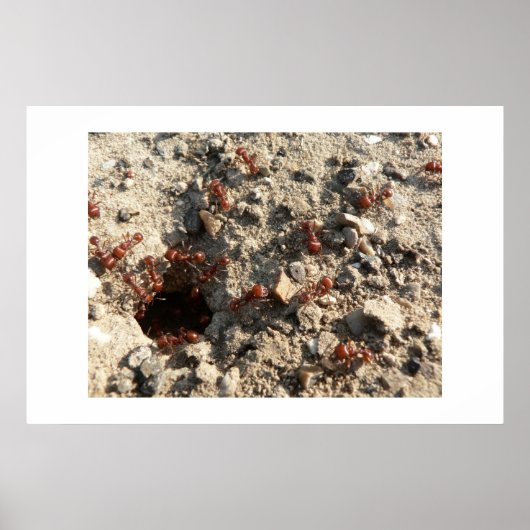 Ants. Poster (Voorkant)