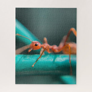 Ants sluiten legpuzzel