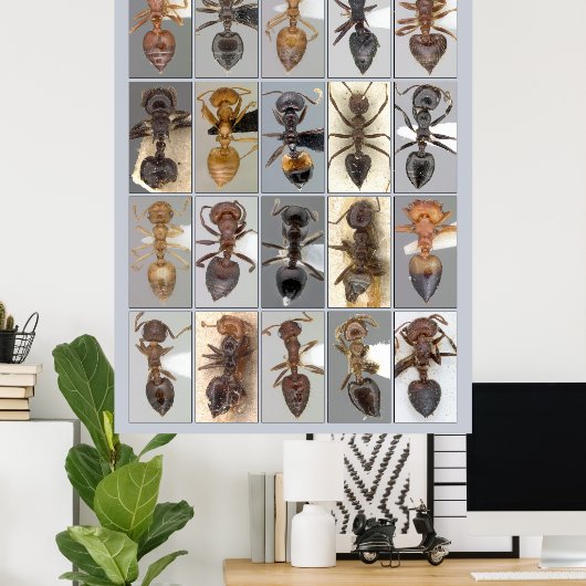 AntWeb Crematogaster harten Poster (Thuiskantoor)