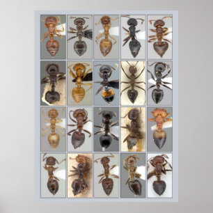 AntWeb Crematogaster harten Poster