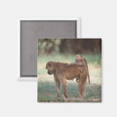 Anubis Baboon Magneet (Voorkant / Achterkant)