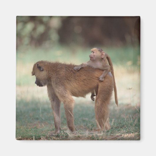 Anubis Baboon Magneet (Voorkant)