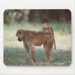 Anubis Baboon Muismat