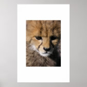 Anubis Poster (Voorkant)