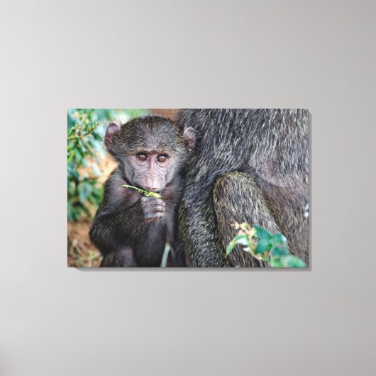 Anubus Baboon | Meer van Manyara Nat. Park Tanzani Canvas Afdruk (Voorkant)
