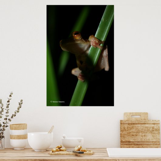 Anura_2 Poster (Keuken)
