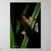 Anura_2 Poster (Voorkant)