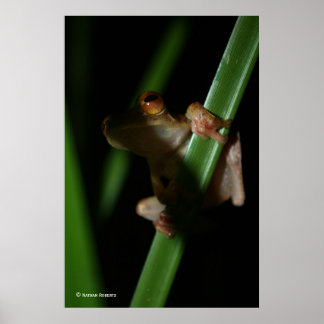 Anura_2 Poster