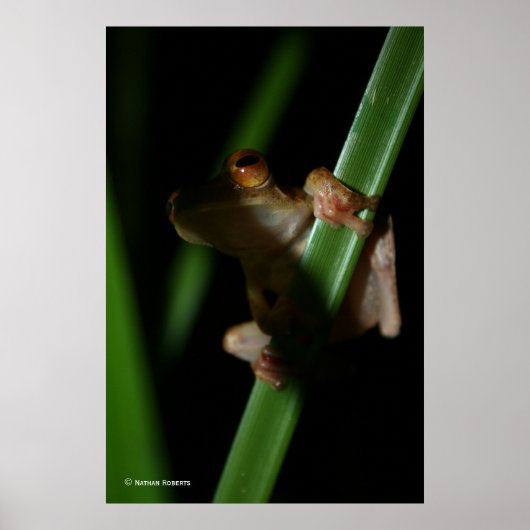 Anura_2 Poster (Voorkant)