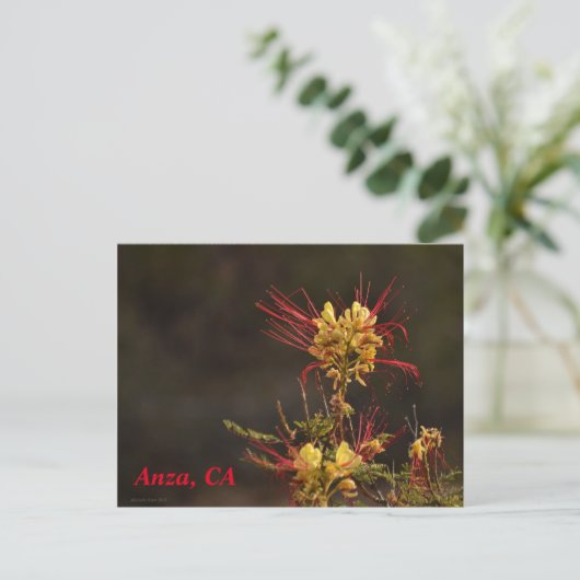 Anza, CA-Briefkaart Briefkaart (Staand voorkant)