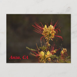 Anza, CA-Briefkaart Briefkaart