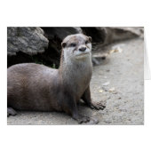 Aonyx cinerea (Voorkant Horizontaal)