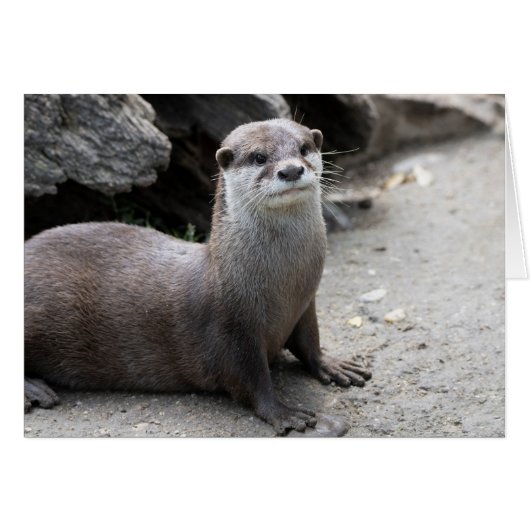 Aonyx cinerea (Voorkant Horizontaal)