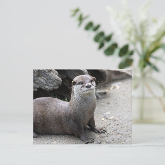 Aonyx cinerea briefkaart (Staand voorkant)