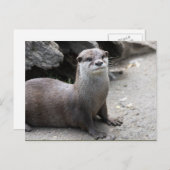 Aonyx cinerea briefkaart (Voorkant / Achterkant)