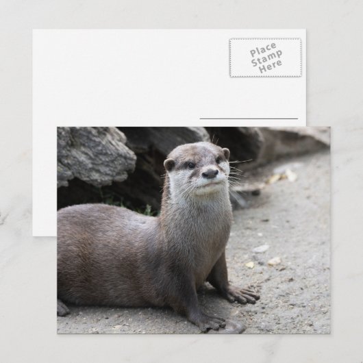 Aonyx cinerea briefkaart (Voorkant / Achterkant)