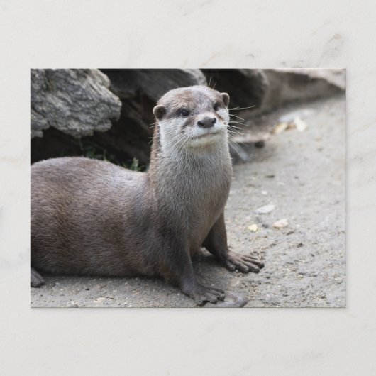 Aonyx cinerea briefkaart (Voorkant)